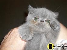 himalayan kitten posted by loylaine