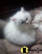 persian kitten posted by kelleb