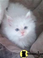persian kitten posted by kelleb