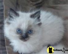 persian kitten posted by kelleb
