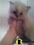 persian kitten posted by kelleb