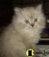 persian kitten posted by kelleb