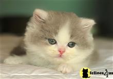 persian kitten posted by mizapan
