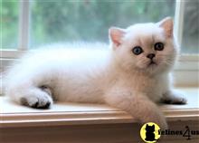 british shorthair kitten posted by mizapan