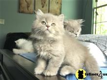 british shorthair kitten posted by mizapan