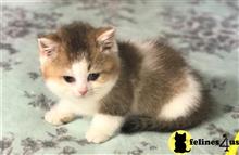 british shorthair kitten posted by mizapan