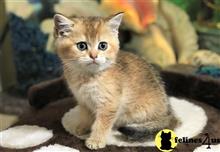 british shorthair kitten posted by mizapan
