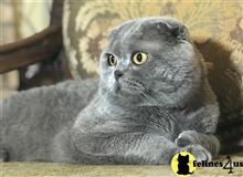 Scottish Fold