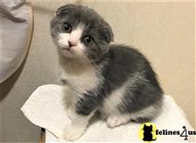scottish fold kitten posted by mizapan