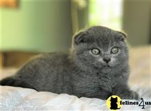 scottish fold kitten posted by mizapan