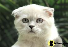 scottish fold kitten posted by mizapan
