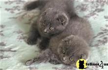 scottish fold kitten posted by mizapan