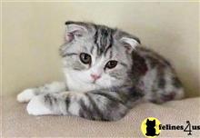 scottish fold kitten posted by mizapan