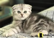 scottish fold kitten posted by mizapan