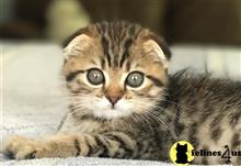 scottish fold kitten posted by mizapan