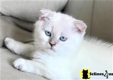 scottish fold kitten posted by mizapan