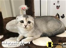 scottish fold kitten posted by mizapan