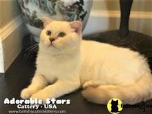 scottish fold kitten posted by mizapan