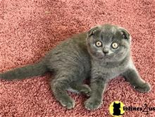 scottish fold kitten posted by mizapan