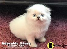 scottish fold kitten posted by mizapan