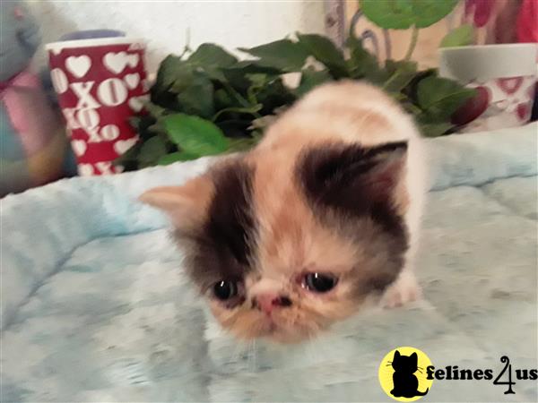 Exotic Shorthair kitten for sale