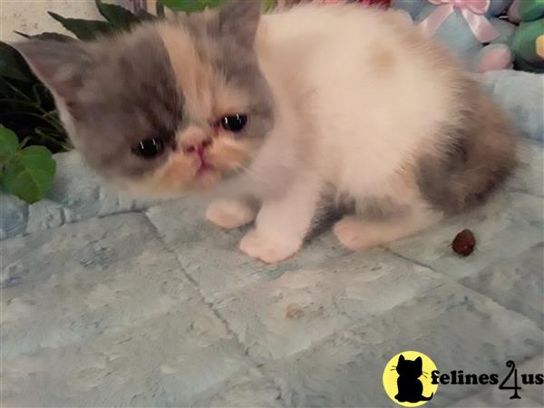Exotic Shorthair kitten for sale