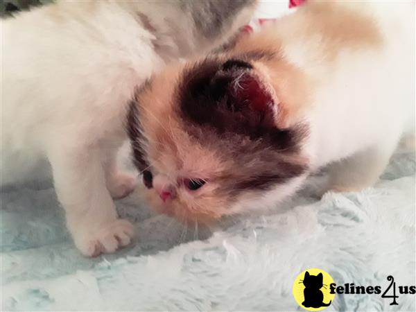 Exotic Shorthair kitten for sale