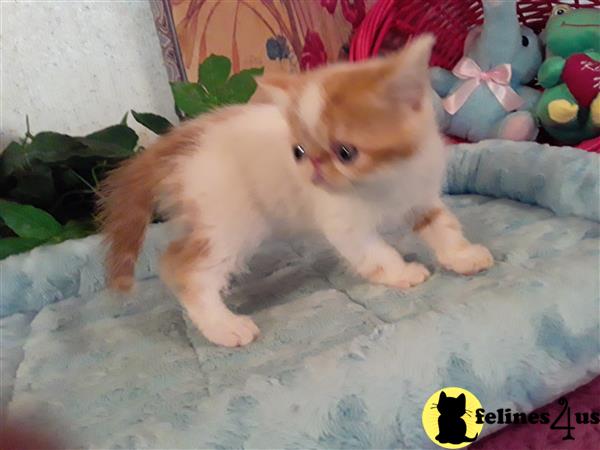 Exotic Shorthair kitten for sale