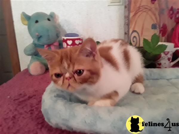 Exotic Shorthair kitten for sale