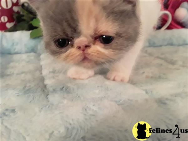 Exotic Shorthair kitten for sale