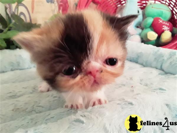 Exotic Shorthair kitten for sale