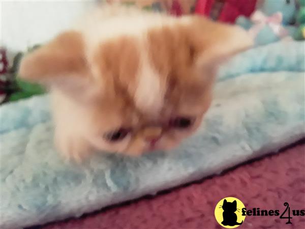 Exotic Shorthair kitten for sale