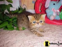exotic shorthair kitten posted by Lorane