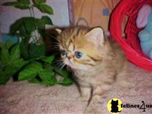 exotic shorthair kitten posted by Lorane