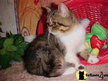 exotic shorthair kitten posted by Lorane