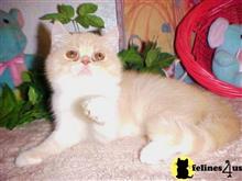 exotic shorthair kitten posted by Lorane
