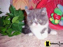 exotic shorthair kitten posted by Lorane