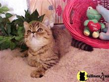exotic shorthair kitten posted by Lorane