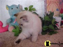 exotic shorthair kitten posted by Lorane