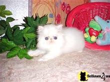 exotic shorthair kitten posted by Lorane