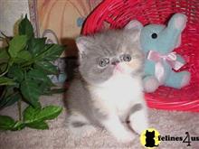 exotic shorthair kitten posted by Lorane