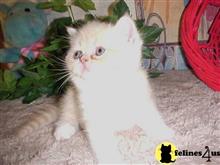 exotic shorthair kitten posted by Lorane