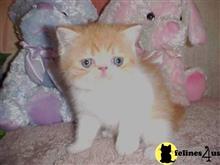 exotic shorthair kitten posted by Lorane
