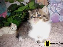 exotic shorthair kitten posted by Lorane
