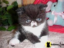 exotic shorthair kitten posted by Lorane