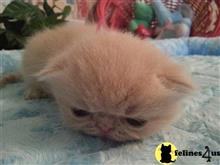 exotic shorthair kitten posted by Lorane
