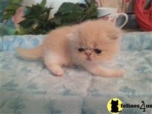 exotic shorthair kitten posted by Lorane