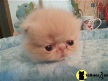 exotic shorthair kitten posted by Lorane
