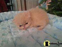 exotic shorthair kitten posted by Lorane