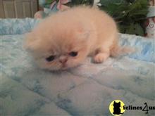 exotic shorthair kitten posted by Lorane